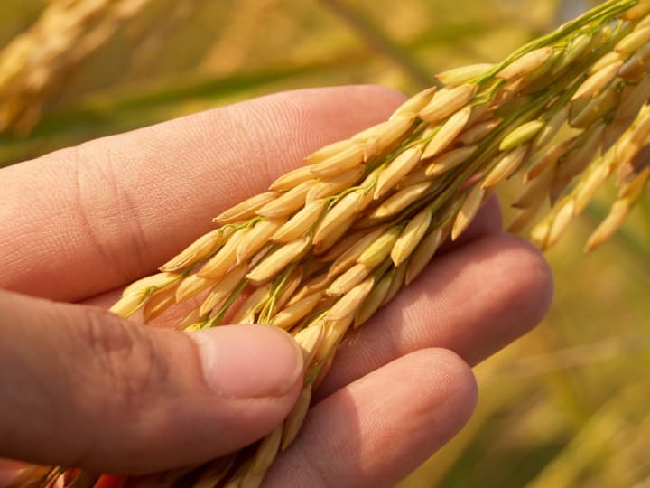 Most Profitable Aromatic Varieties of Paddy Provide Bumper Rice Production Without Any Loss and Damage Paddy Cultivation: आय बढ़ाएंगी बासमती धान की ये सुगंधित किस्में...इस तरीके से बिजाई करेंगे तो मिलेगा भरपूर फायदा
