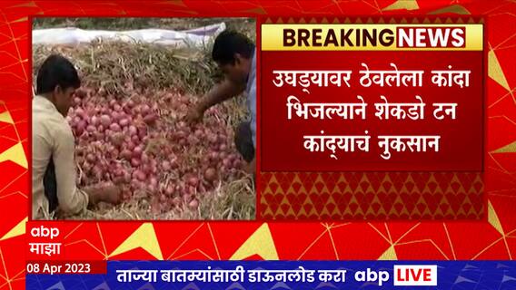 Maharashtra Rain : बुलडाण्यात अवकाळी पावसाचा शेतकऱ्यांना फटका, शेतकऱ्यांचं नुकसान