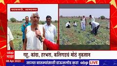 Ahmednagar Rain : अहमदनगरमध्ये विजांच्या कडकडाटासह जोरदार पाऊस, पिकांचं मोठं नुकसान