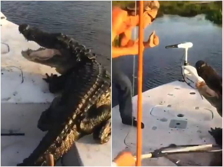 Youths punching a crocodile on a boat and throwing it out into river by lifting its tail Video: नाव पर अचानक आ धमका खूंखार मगरमच्छ, शख्स ने पंच मारकर की डराने की कोशिश
