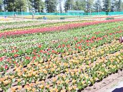 Tulip Garden: जम्मू का पहला ट्यूलिप गार्डन लोगों के लिए खुला, एलजी मनोज सिन्हा ने किया उद्घाटन, तस्वीरें