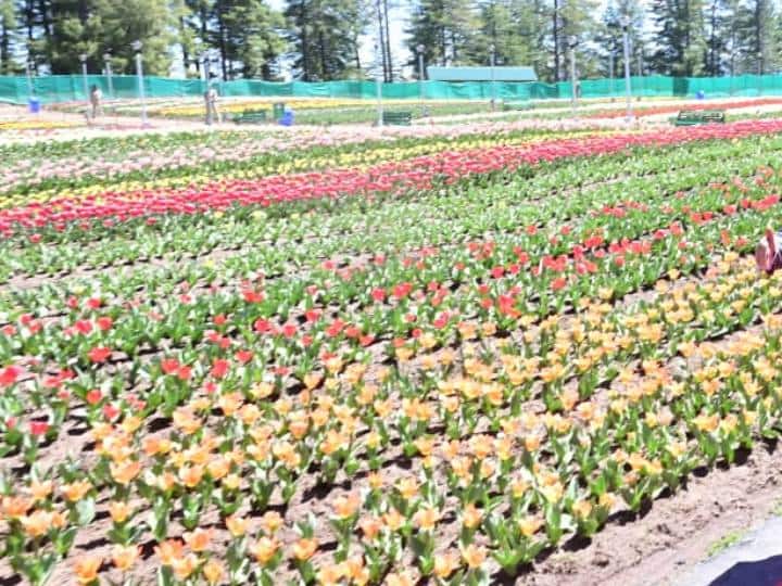 Jammu Tulip Garden: जम्मू के रामबन जिले में पांच एकड़ में फैला और 25 विभिन्न किस्मों के सैकड़ों फूलों के साथ जम्मू का पहला ट्यूलिप गार्डन शनिवार (8 अप्रैल) को आम लोगों के लिए खोला गया.