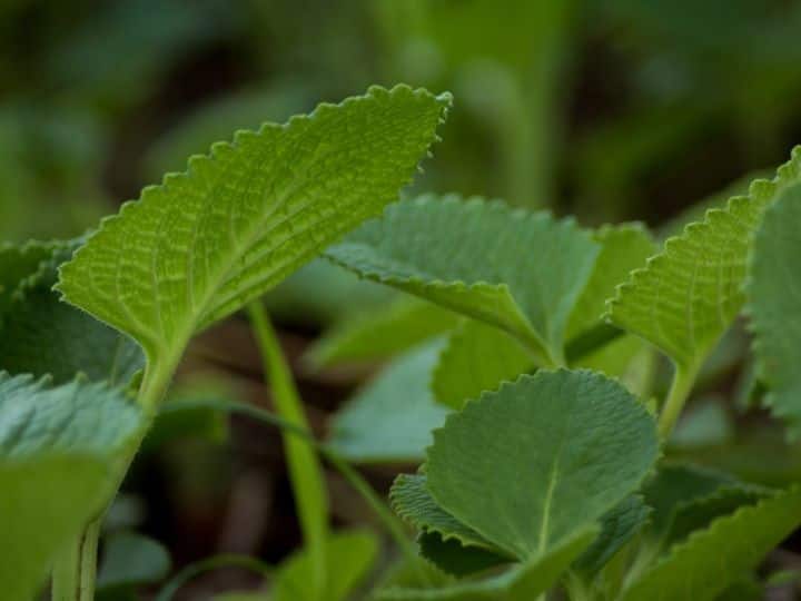 Ajwain Leaves Health Benefits Know How To Use It In Food कई बीमारियों का इलाज कर सकती हैं अजवायन की पत्तियां, जानिए इसका कैसे करना है इस्तेमाल