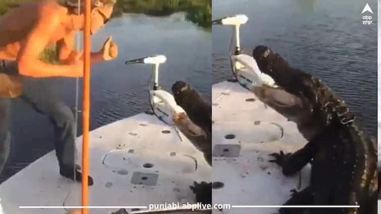 Viral-Video-youths-punching-a-crocodile-on-a-boat-and-throwing-it-out-into-river Viral Video: ਅਚਾਨਕ ਕਿਸ਼ਤੀ 'ਤੇ ਇੱਕ ਖਤਰਨਾਕ ਮਗਰਮੱਛ ਆ ਗਿਆ, ਵਿਅਕਤੀ ਨੇ ਮੁੱਕਾ ਮਾਰ ਕੇ ਡਰਾਉਣ ਦੀ ਕੀਤੀ ਕੋਸ਼ਿਸ਼....