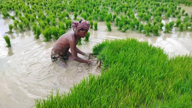 Coal Mining Plan Canceled in Delta; A victory for the struggle Farmers' view TNN டெல்டாவில் நிலக்கரி எடுக்கும் திட்டம் ரத்து; போராட்டத்திற்கு கிடைத்த வெற்றி - விவசாயிகள் கருத்து
