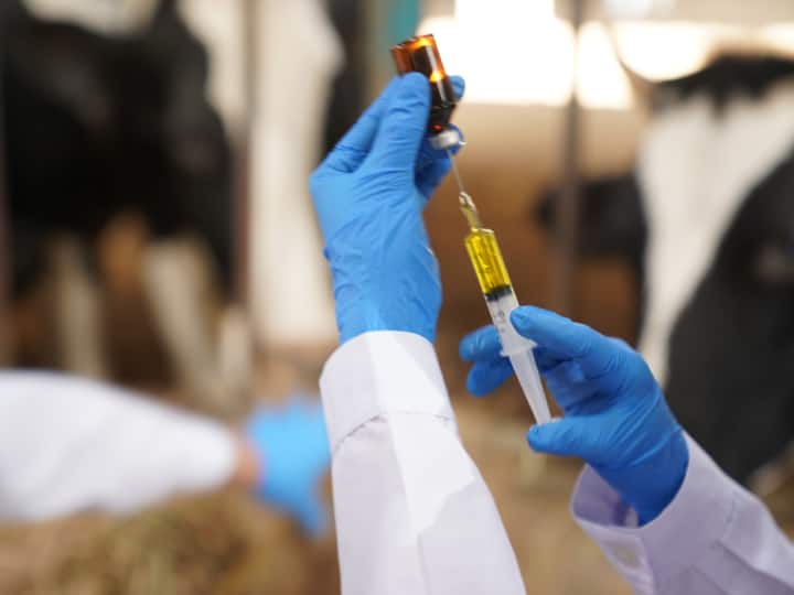 Animal Vaccination Timing or Right Time And Process of Animal Vaccination Helps to Prevent Animal Diseases Pashupalan: गंभीर रोगों की रोकथाम के लिए गाय-भैसों का कब-कब करवाएं टीकाकरण...क्या कहते हैं पशु विशेषज्ञ