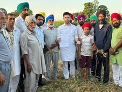 पंजाब में बारिश से 14 लाख हेक्टेयर फसल बर्बाद, राज्यसभा सांसद राघव चड्ढा ने केंद्र से मांगी मदद