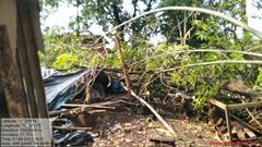 Ratnagiri Unseasonal Rain : अवकाळी पावसाने चिपळूणमध्ये दाणादाण, फळबागांचं नुकसान