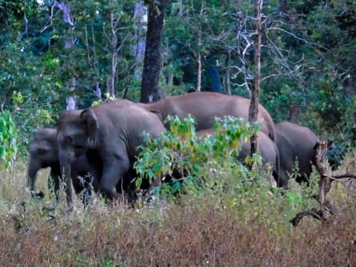 jharkhand man killed by herd of elephants while going to the jungle body sent for postmortem Jharkhand Elephant Terror: शौच के लिए जंगल जा रहे शख्स को हाथियों के झुंड ने कुचला, मौके पर मौत