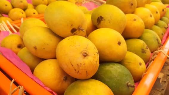 Alphonso Mangoes For EMI: సెల్ ఫోన్స్, బైక్స్ లాగే మామిడిపళ్లు కూడా ఈఎంఐలో..!