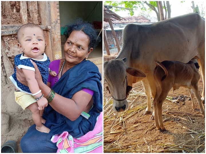 Adilabad Rajuguda family troubling to feed cows with grass early struggle for infant milk DNN Adilabad News : అప్పుడు పాపకు పాలు కోసం, ఇప్పుడు పశువుల మేత కోసం- మళ్లీ మొదటికొచ్చిన తాత, తండ్రి అవస్థలు