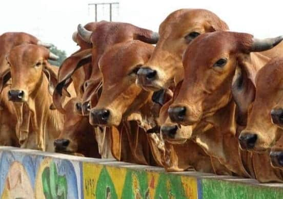 Cow Urine: 'Gaumutra is not good for humans', claims IVRI report Cow Urine: ગાયના મૂત્રમાં ખતરનાક બેક્ટેરિયા હોય છે! માણસો માટે સારું નથી... IVRI સંશોધનમાં દાવો