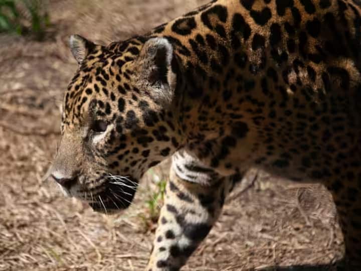 maharashtra news nashik news Incorrect photos videos of leopard communication go viral on social media in nashik Nashik Leopard : नाशिककरांनो 'बिबट्या आला रे आला'ची पोस्ट फॉरवर्ड करताय? थांबा, अन्यथा महागात पडू शकतं!