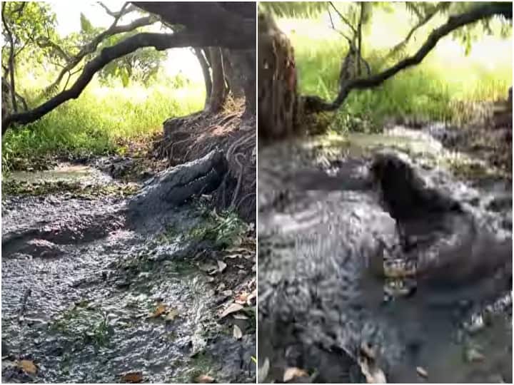 crocodile hiding in a swamp is seen suddenly attacking a person who comes near it जब कीचड़ में छुपे मगरमच्छ ने अचानक कर दिया हमला, डराने वाला है ये वीडियो