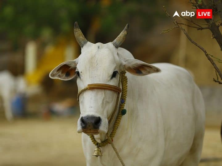 सपने में गाय दिखना माना जाता है बहुत शुभ, घर में आती हैं ढेरों खुशियां