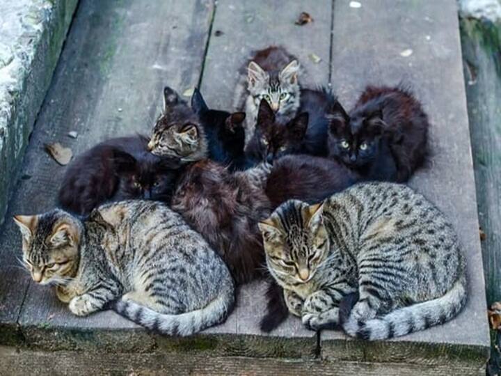 maharashtra News Chhatrapati Sambhaji Nagar Now the stray cats in the state will also be sterilized  The government issued an order आता राज्यातील भटक्या मांजरींची नसबंदी केली जाणार; सरकारने काढला आदेश