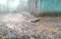 Weather : अवकाळी पावसामुळं शेती पिकांचं मोठं नुकसान