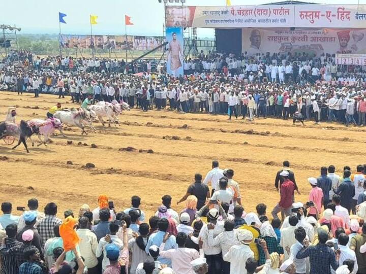 Rustam-e-Hind bullock cart race : डबल महाराष्ट्र केसरी पै. चंद्रहार पाटील युथ फौंडेशन वर्धापनदिनानिमित्त ही सर्वात मोठी 'रुस्तम-ए-हिंद' बैलगाडी शर्यत होत आहे. विजेत्याला थार गाडी मिळेल.