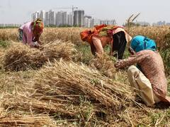 सीहोर में शुरू हुई MSP पर फसल की खीरीदी, सरकार ने 72 हजार किसानों के खाते में भेजे एक रुपये