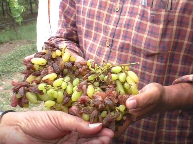 अवकाळी पावसाचा पंढरपूर (pandharpur) तालुक्यातील द्राक्ष बागांना (grapes crop) मोठा फटका बसला आहे.