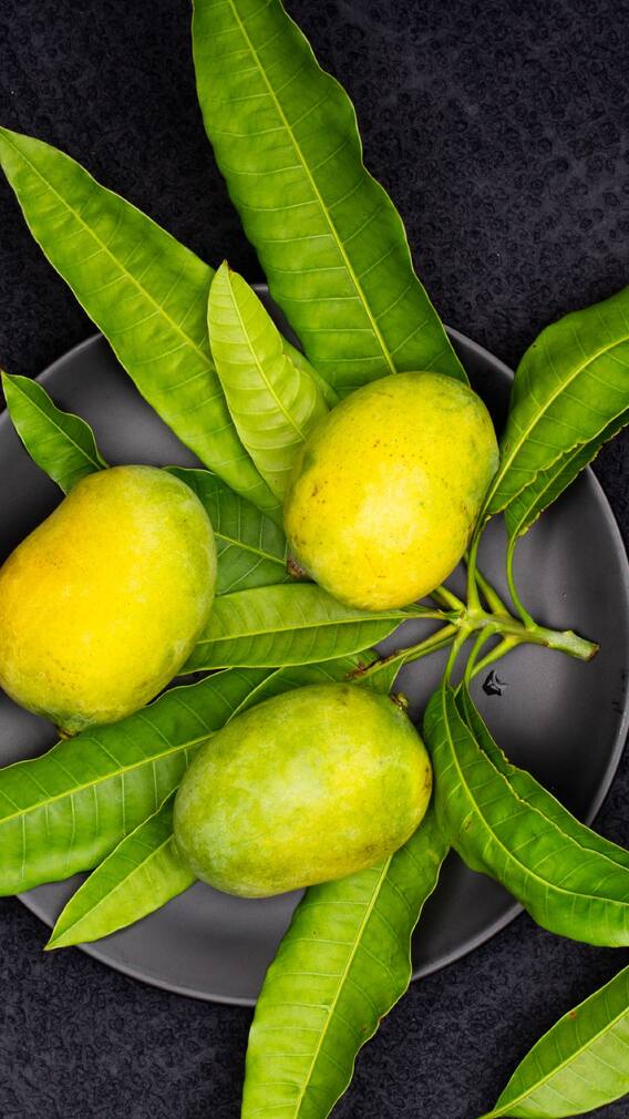 आम के पत्तों को फेंकने की न करें गलती, गुण जानकर हैरान रह जाएंगे