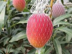 ये है दुनिया का सबसे महंगा आम, एक आम की कीमत में तो एक अच्छी सी कार आ जाए