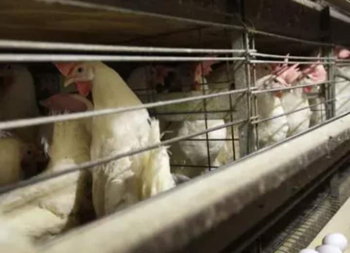 Chinese Man Gets 6 Months In Jail For Scaring His Neighbour Chickens To Death China: अपने पड़ोसी के 1,100 मुर्गियों को डराकर मारने वाले शख्स को 6 महीने की जेल