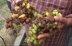 Weather : अवकाळी पावसामुळं शेती पिकांचं मोठं नुकसान