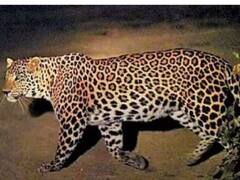 चंडीगढ़-अंबाला हाईवे पार करते हुए कार की चपेट में आया तेंदुआ, हुई दर्दनाक मौत