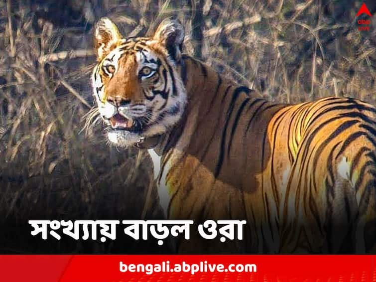 50 years of Project Tiger PM Modi Releases Tiger Survey know details Tiger Census: চার বছরে বাঘের সংখ্যা বৃদ্ধি ২০০, প্রধানমন্ত্রীর হাতে প্রকাশিত ব্যাঘ্রসুমারি