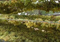 Rain : अवकाळीचा द्राक्षाला मोठा फटका