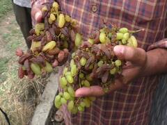 अवकाळीचा द्राक्षाला मोठा फटका, बेदाण्याचा रंग बदलला; पंढरपूरसह इंदापूर तालुक्यातील शेतकरी चिंतेत