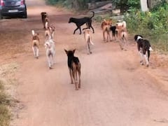 మెదక్ లో వీధి కుక్కల స్వైరవిహారం, ఏడేళ్ల చిన్నారిపై దాడి!