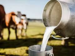 Milk And Dairy Product Price: ਦੁੱਧ ਤੇ ਡੇਅਰੀ ਉਤਪਾਦਾਂ ਦੀਆਂ ਕੀਮਤਾਂ ਤੋਂ ਰਾਹਤ ਦੀ ਨਹੀਂ ਕੋਈ ਉਮੀਦ