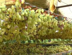 Rain : अवकाळीचा द्राक्षाला मोठा फटका