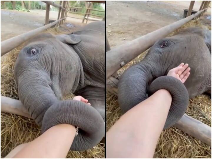 Viral Video: सूंड से केयर टेकर का हाथ पकड़े दिखा हाथी का बच्चा, वीडियो क्यूट है ये वीडियो baby elephant is holding hand of caretaker with its trunk and pulling it to sit with it Viral Video: सूंड से केयर टेकर का हाथ पकड़े दिखा हाथी का बच्चा, वीडियो क्यूट है ये वीडियो