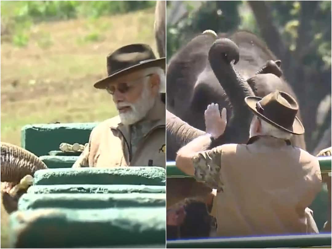 PM Narendra Modi Visits Mudumalai Tiger Reserve In Tamil Nadu, Interacts With Mahouts And Kavadis PM Modi Feeds Elephant At Theppakadu Camp In TN's Mudumalai Tiger Reserve — WATCH