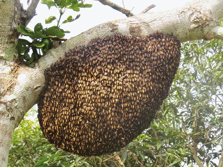 Bees Attack: वेरूळ लेणी परिसरात मधमाशांचा पर्यटकांवर हल्ला; 15 ते 20 जण जखमी maharashtra News Chhatrapati Sambhaji Nagar Bees attack tourists in Ellora Caves area 15 to 20 people injured Bees Attack: वेरूळ लेणी परिसरात मधमाशांचा पर्यटकांवर हल्ला; 15 ते 20 जण जखमी