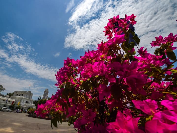 Bougainvillea Flower Show in Saket Garden of Five Senses in Delhi From 14 To 16 April ANN Bougainvillea Show: बोगनविलिया फूलों से महकेगी दिल्ली, 14 अप्रैल से शुरू होने जा रही प्रदर्शनी