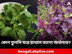 Best Tulsi For Home: লাল তুলসি না সবুজ? বাড়িতে কোন গাছটি লাগালে অর্থের জোয়ার আসবে সংসারে?