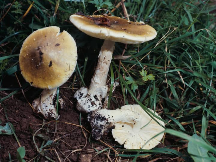 Assam Mushroom Poisoning deaths amanita phalloides Golaghat tea garden Assam: Two-Year-Old Among Three Of Family Killed By Mushroom Poisoning In Golaghat