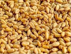 Wheat Procurement: 6 ਸਾਲਾਂ ਦੇ ਹੇਠਲੇ ਪੱਧਰ 'ਤੇ ਸਟਾਕ, ਹੁਣ ਕੇਂਦਰ ਸਰਕਾਰ ਨੇ ਖਰੀਦੀ ਇੰਨੇ ਲੱਖ ਮੀਟ੍ਰਿਕ ਟਨ ਕਣਕ