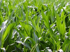 Animal Feed: पशुओं को खिलाएंगे ये घास तो नहीं पनपेगी कोई बीमारी...गर्मी में भी एक्टिव रहेंगे आपके दुधारू पशु!