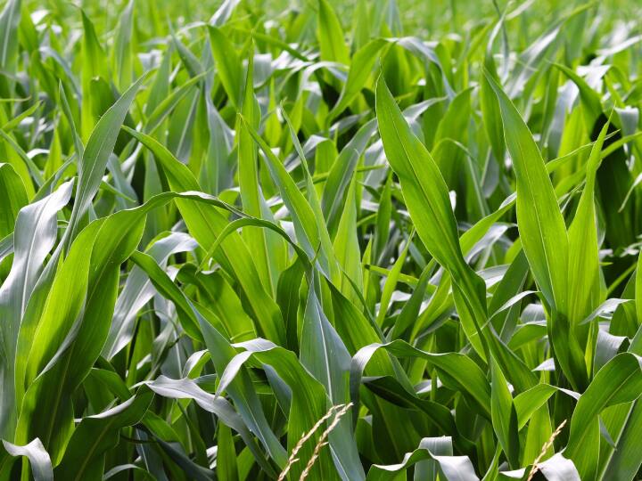 Azolla Green Feed: गर्मी के मौसम में इंसान से लेकर जानवरों की सेहत डगमगाने लगती है. गांव में जहां किसान फसलों के लेकर चिंता में होते हैं तो पशुओं के स्वास्थ्य को लेकर पशुपालकों की चिंताएं भी बढ़ जाती है. कई बार चरमराती गर्मी और लू लगने से पशु दूध देना बंद देते हैं.