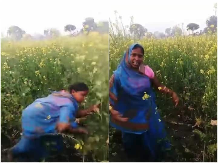woman farmer is seen dancing with joy seeing good yield of mustard crop in field सरसों की फसल को देख खुशी से नाचने लगी किसान की पत्नी! वायरल है इस नजारे का वीडियो