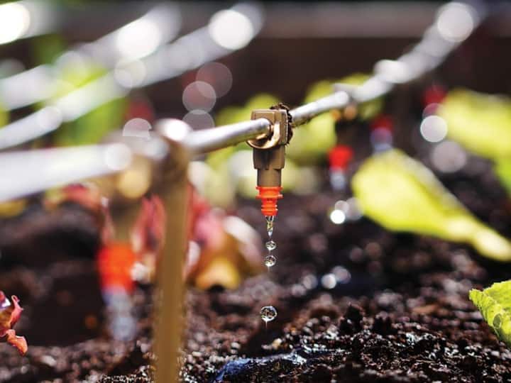 ड्रिप सिंचाई- पूरी दुनिया पानी की कमी से जूझ रही है, इसलिए किसानों को सूक्ष्म सिंचाई तकनीकों से जोड़ा जा रहा है. ऐसी तकनीकें जो कम सिंचाई में भरपूर उत्पादन देती हैं. सूक्ष्म सिंचाई में ड्रिप और स्प्रिंकलर तकनीक शामिल है. इन तकनीकों से सीधा फसल की जड़ों तक पानी पहुंचता है. ड्रिप सिंचाई से 60 प्रतिशत पानी की बचत होती है और फसल की उत्पादकता भी बढ़ जाती है.