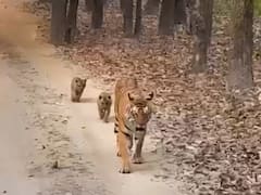 बांधवगढ़ नेशनल पार्क से दो शावकों संग बाघिन के गायब होने से मचा हड़कंप, सर्च ऑपरेशन जारी