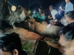 గుడిపై పడ్డ చింతచెట్టు, ఏడుగురు భక్తులు అక్కడికక్కడే మృతి - 20 మందికి గాయాలు