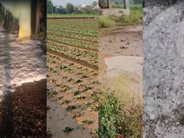 Maharashtra Rain Update  28 thousand hectares of crops were damaged in 14 districts due to third unseasonal rain Unseasonal Rain:  तिसऱ्या अवकाळी पावसाने 14 जिल्ह्यातील 28 हजार हेक्टर पिकांचं नुकसान, कोणत्या जिल्ह्यात किती नुकसान