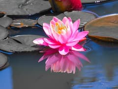 कहते हैं कमल कीचड़ में खिलता है तो क्या इसे घर में नहीं उगाया जा सकता? जवाब पढ़िए